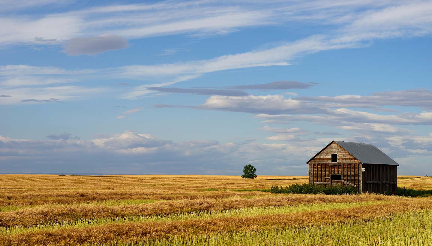 Canola Field