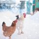مدیریت مرغداری در زمستان